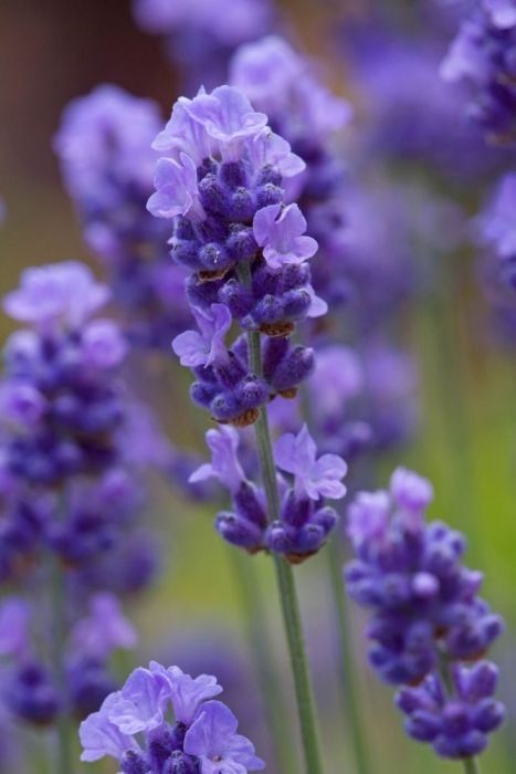 lavender essential oil in tallow cream benefit